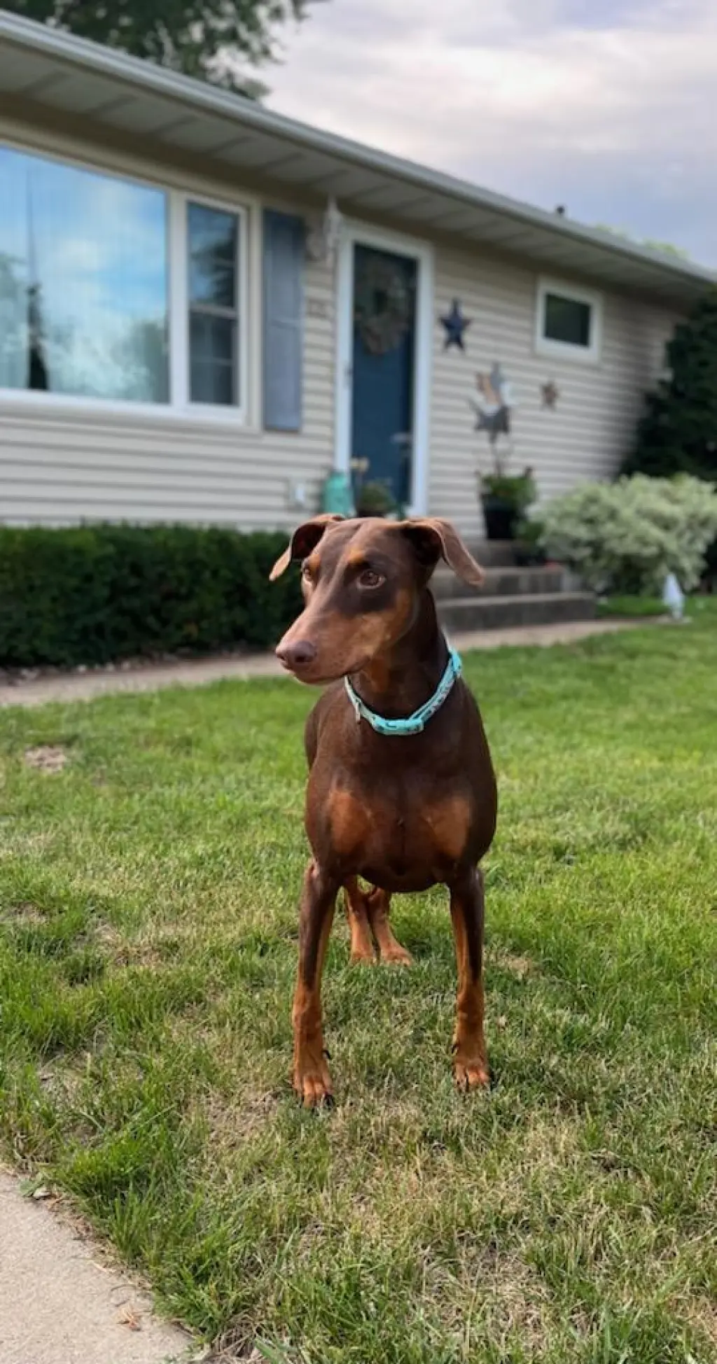 Reina - Forever Foster