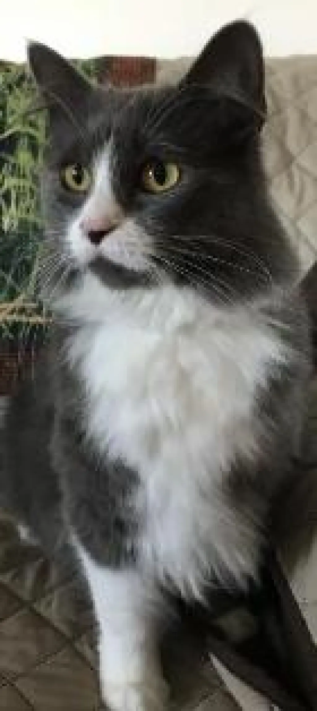 Morgan