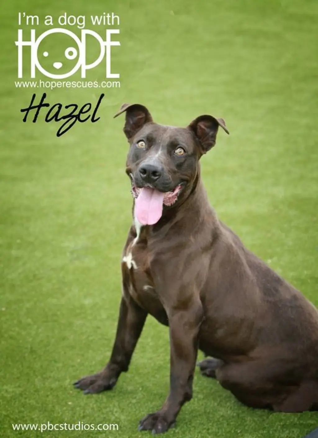 Hazel