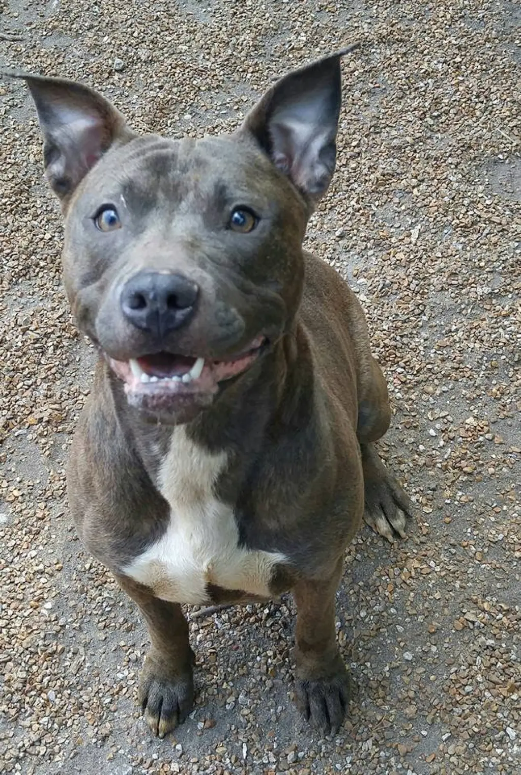 Bella Blue