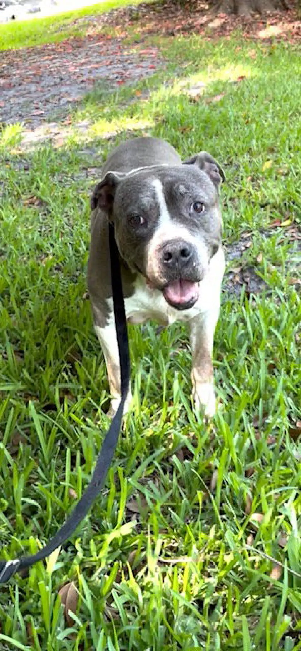 Tyson