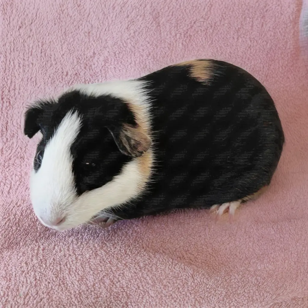 Prudence (F)