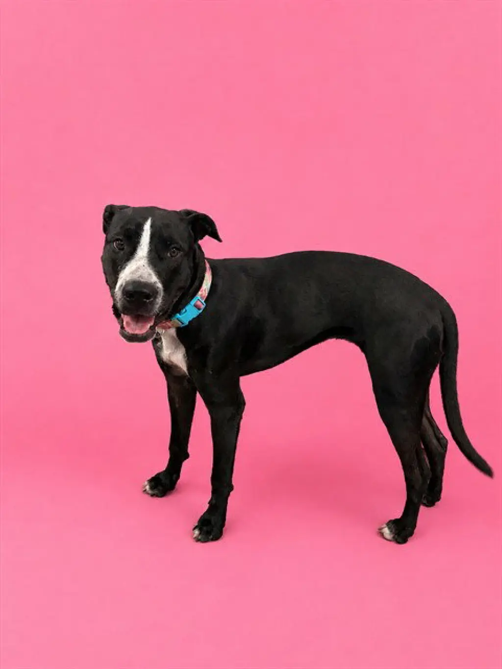 BELLA