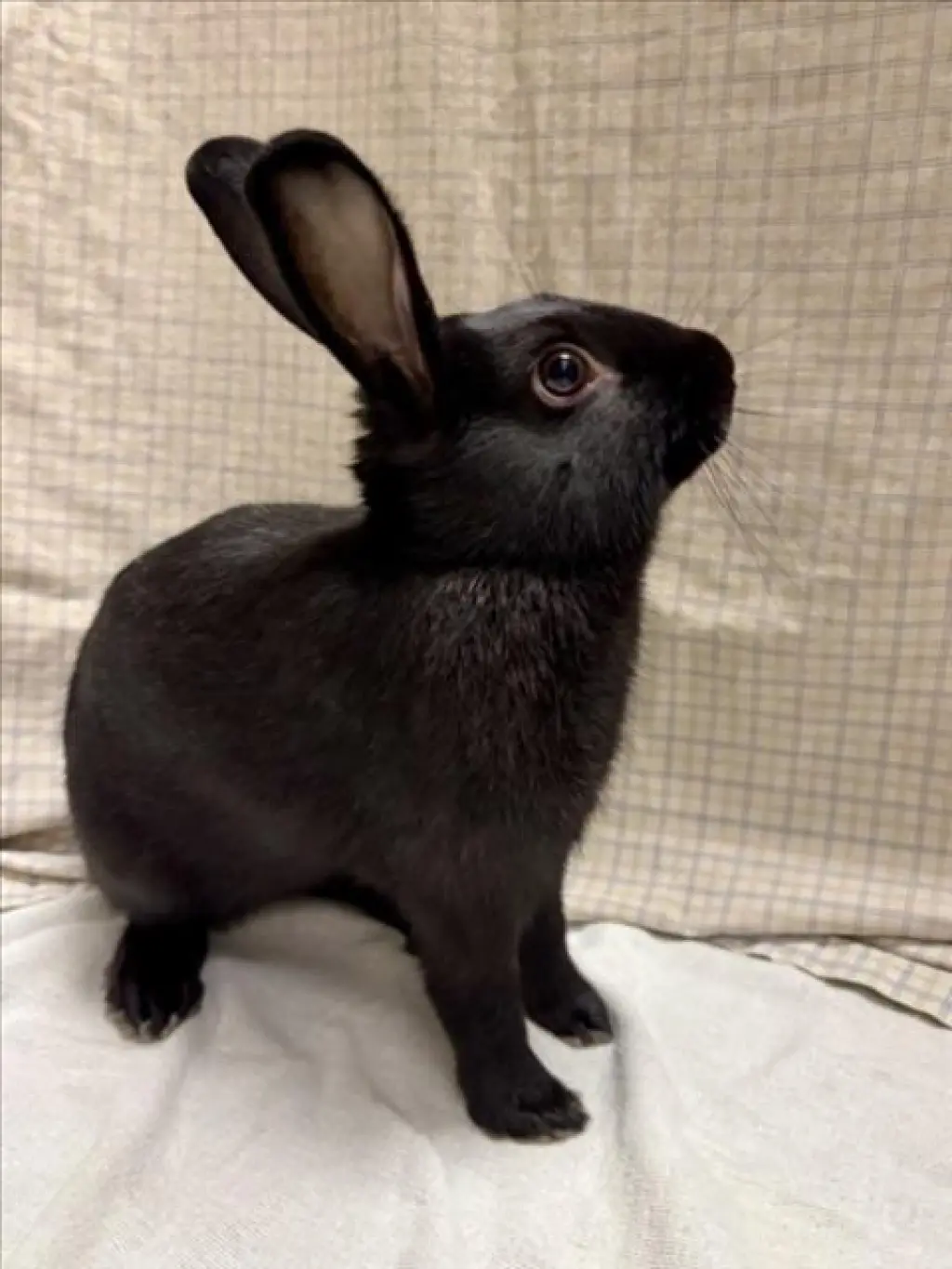 BUGGS