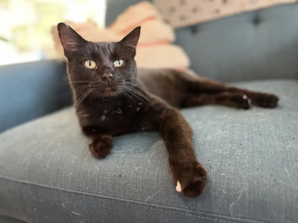 Giancarlo