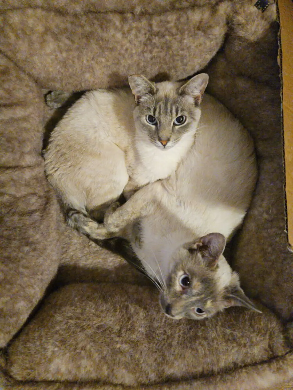 Kimmie & Kara (bonded pair)