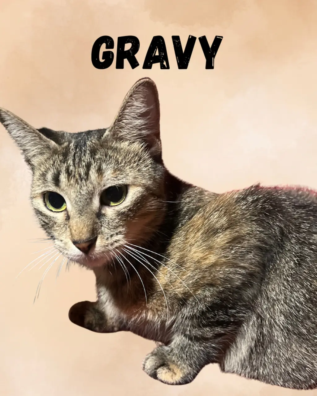 Gravy