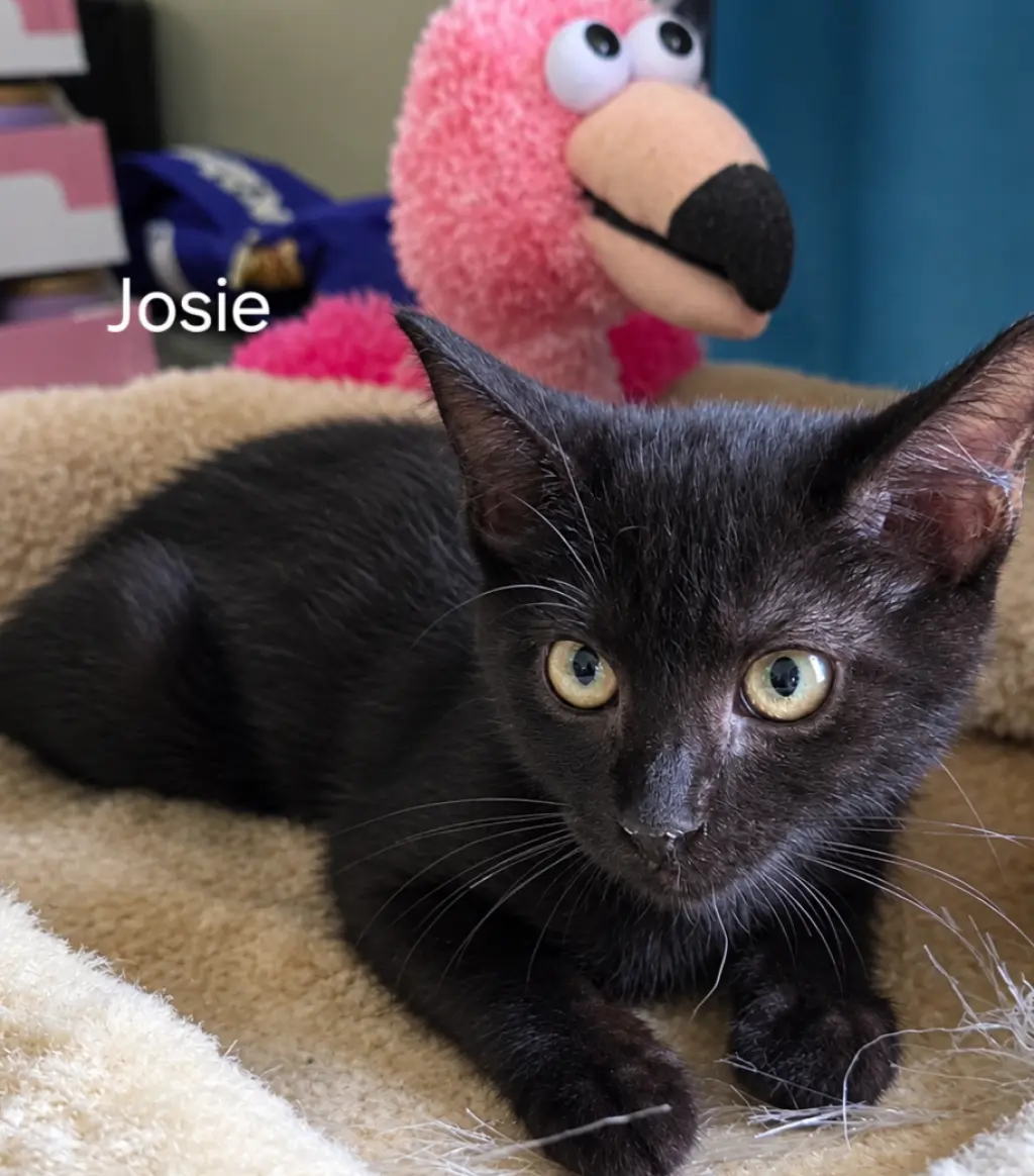 Josie