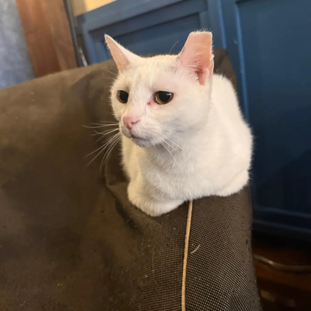 Elsa