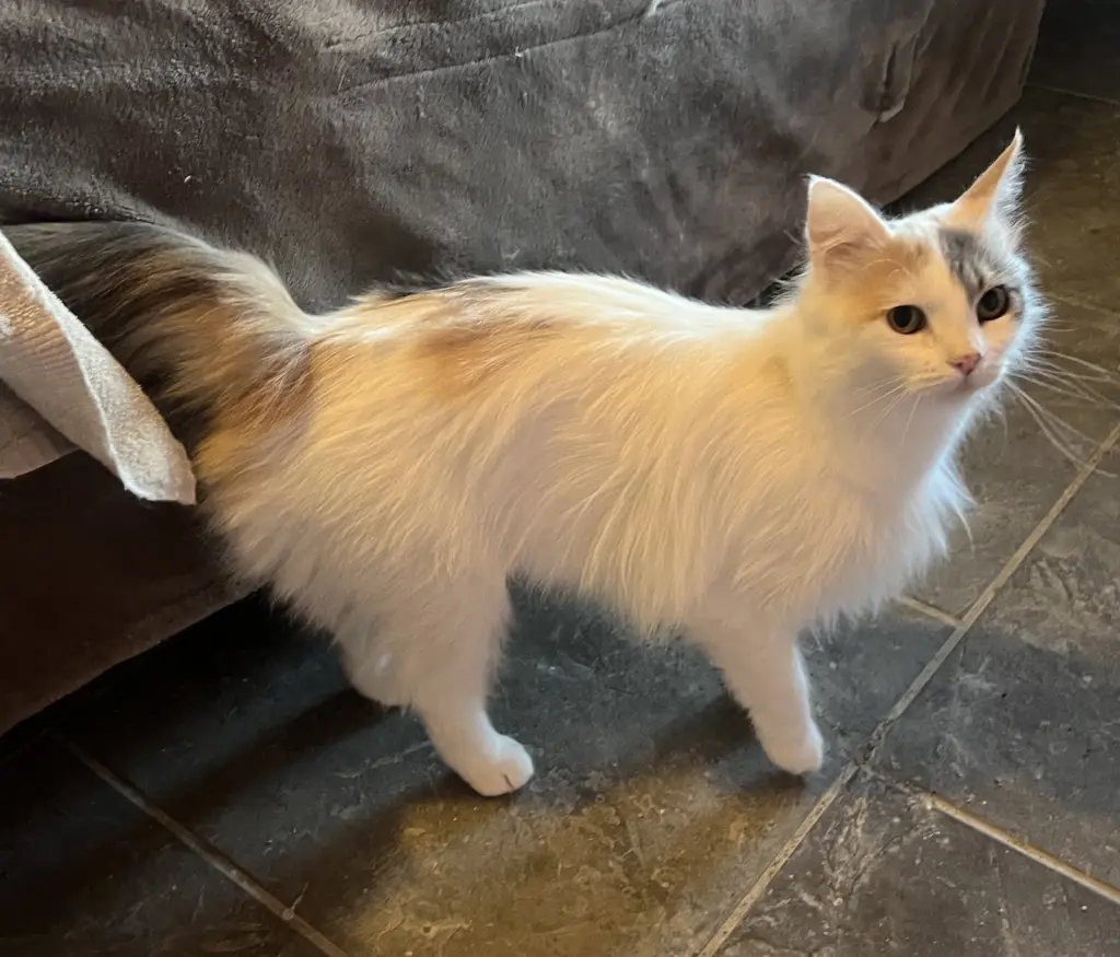 Pretty Patches