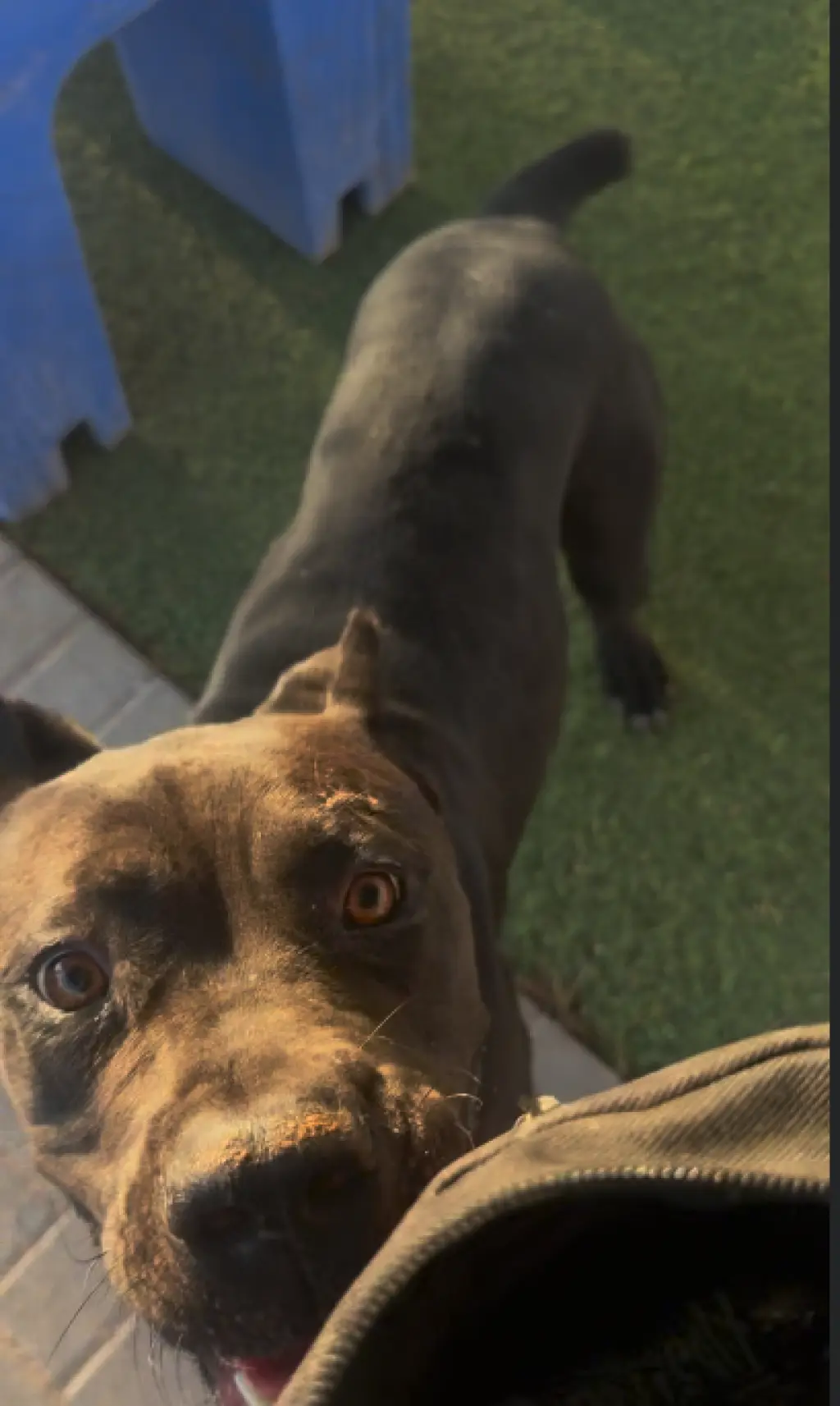 Kali
