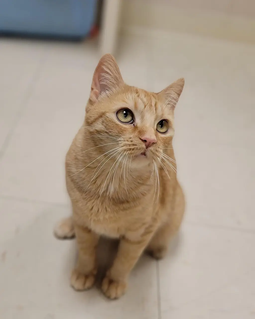 Tabby