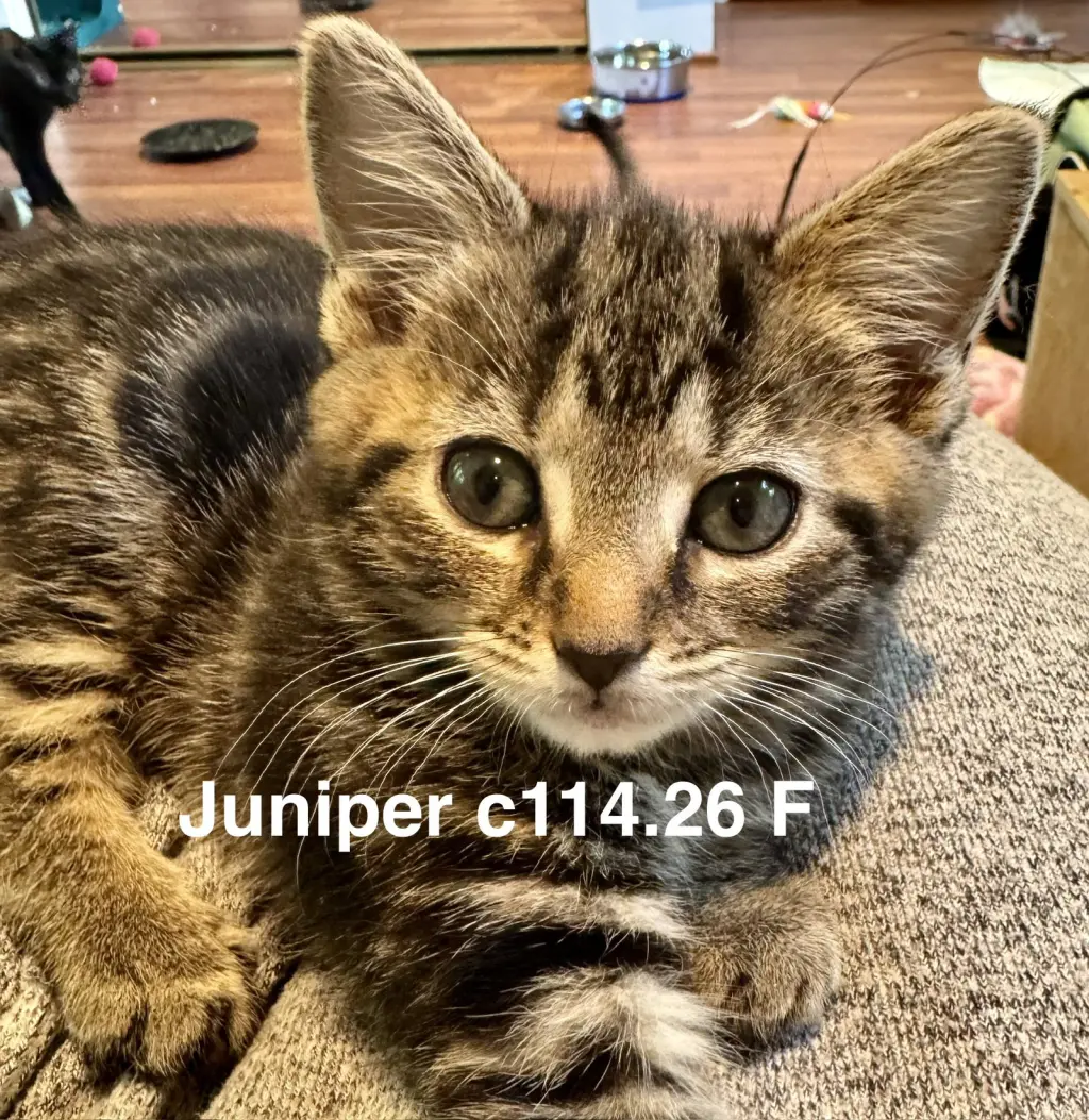 Foster Juniper