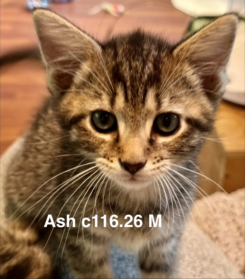 Foster Ash