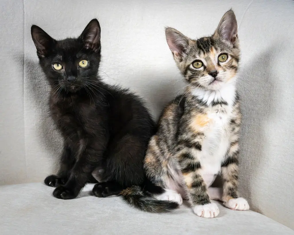 Henri (bonded w/Eloise Loo)
