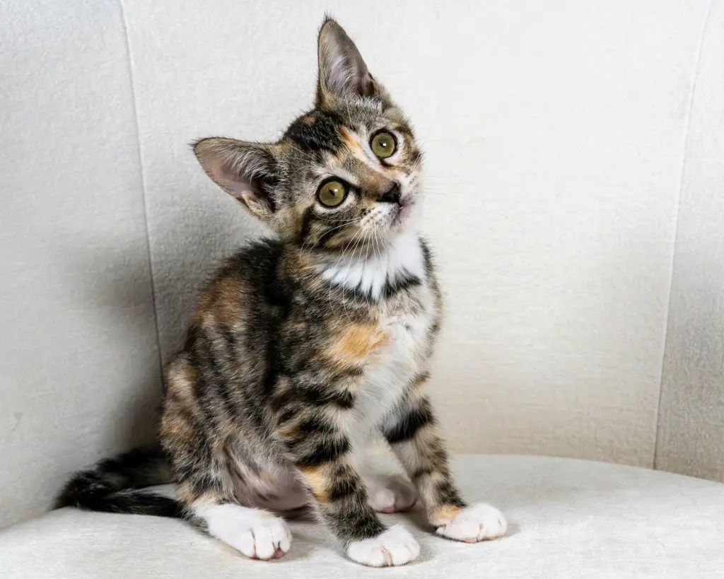 Eloise Loo (bonded w/ Henri)