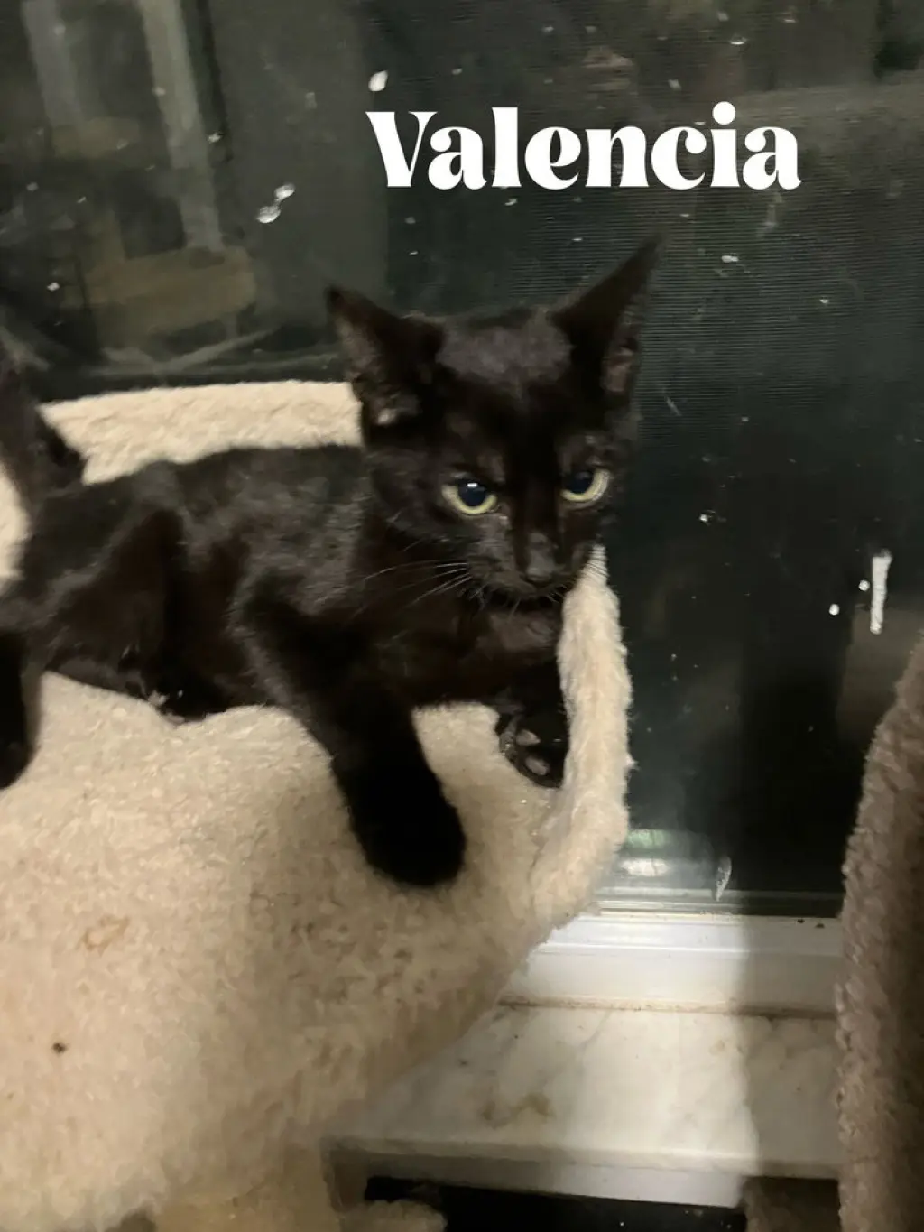 Jaffa **Special Needs - FELV+**