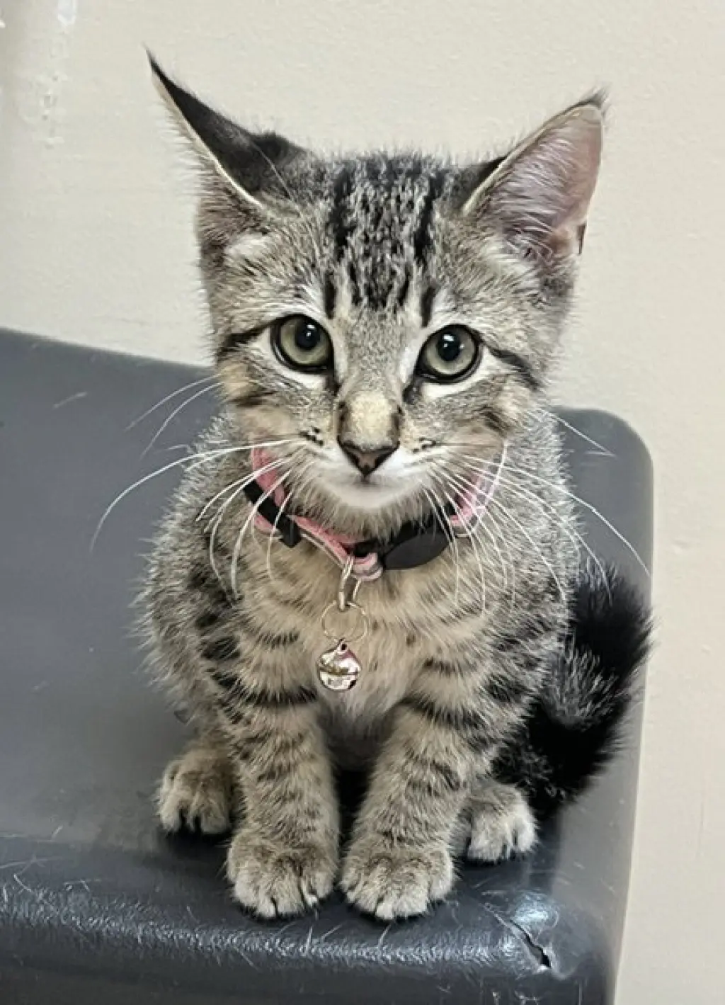Kitten Razzles