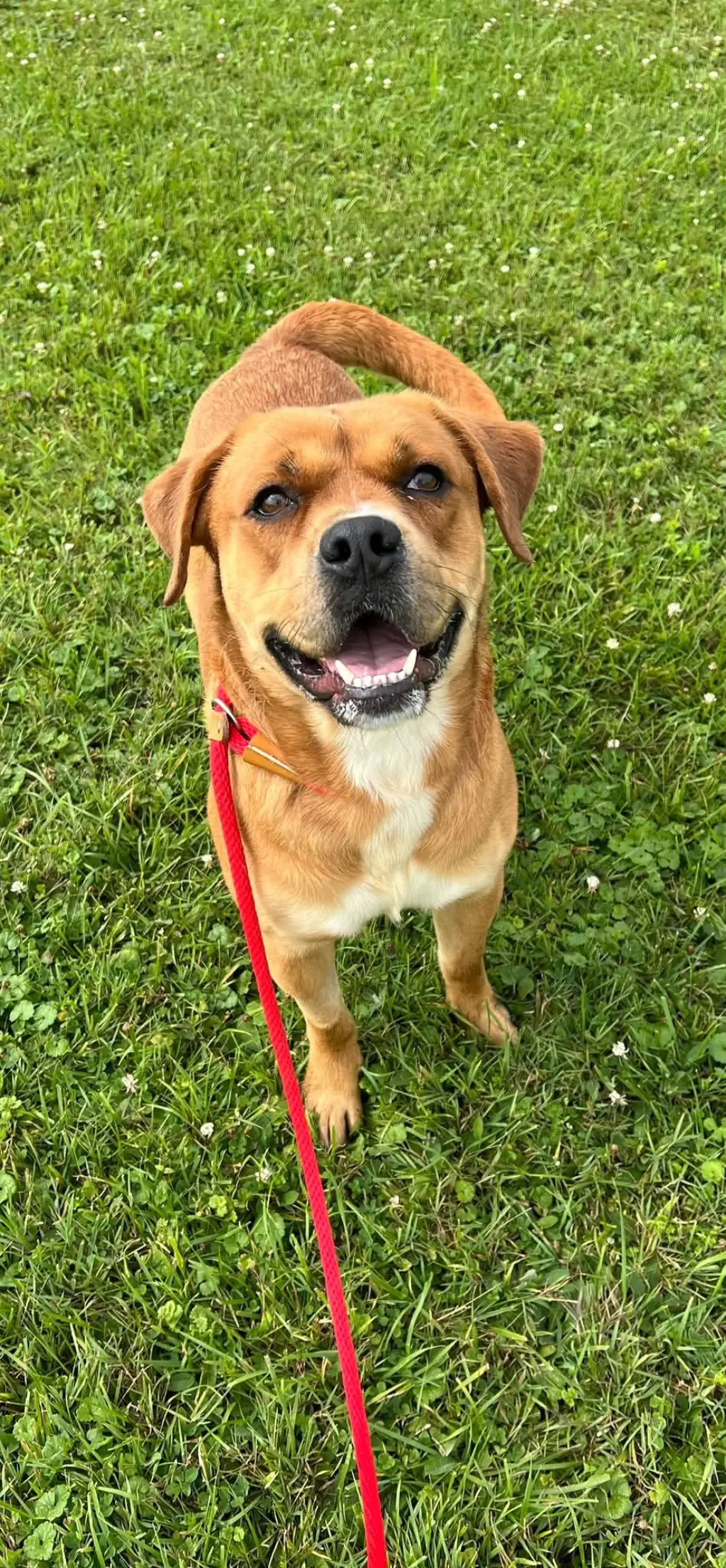 Pound Dog-Otis #190694-Courtesy Listing