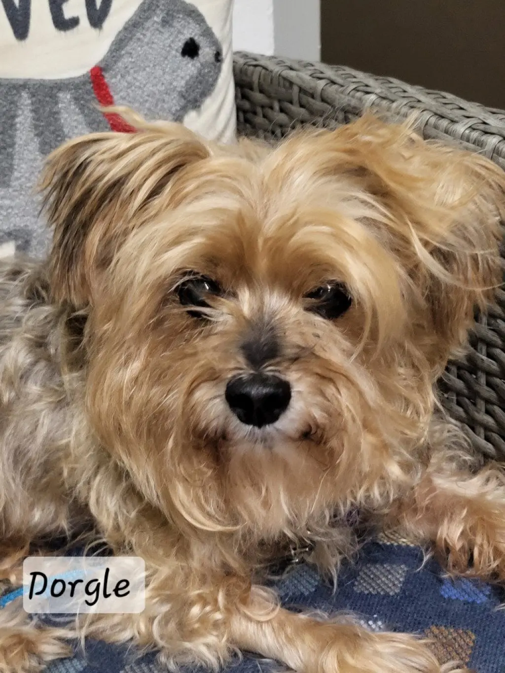 Dorgle