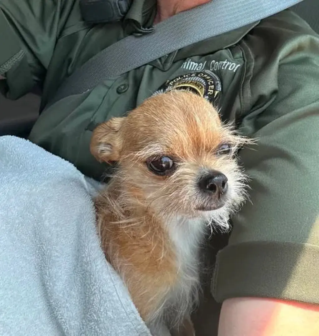 Chico
