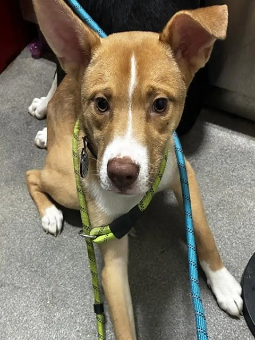 *RYDER