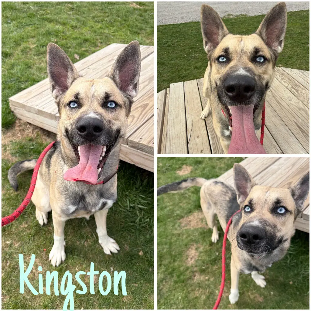 Kingston