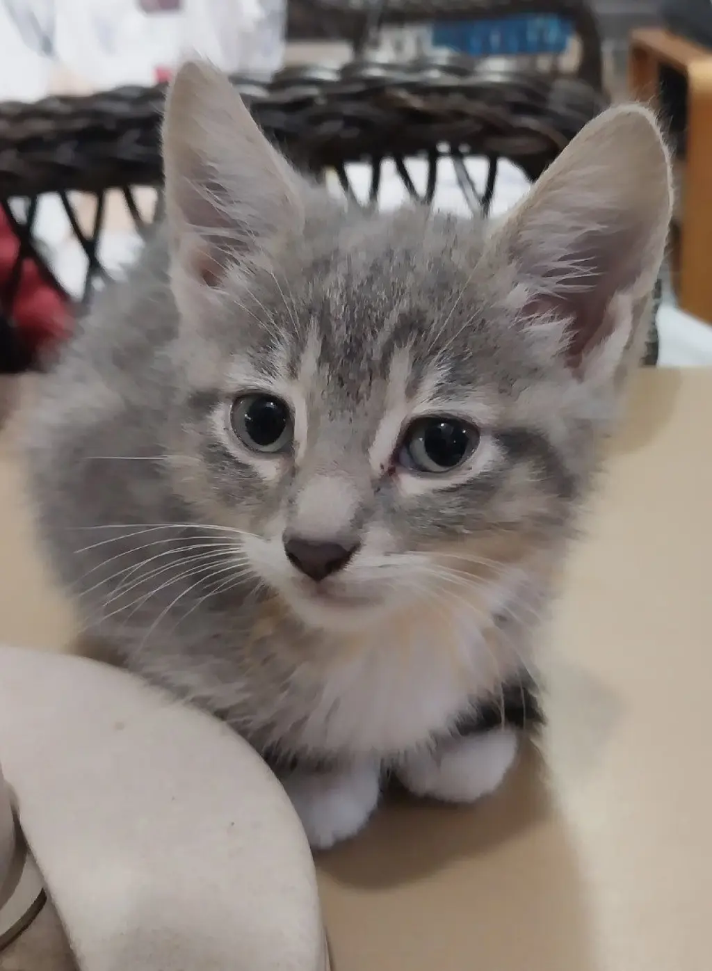 Mila * IN FOSTER *