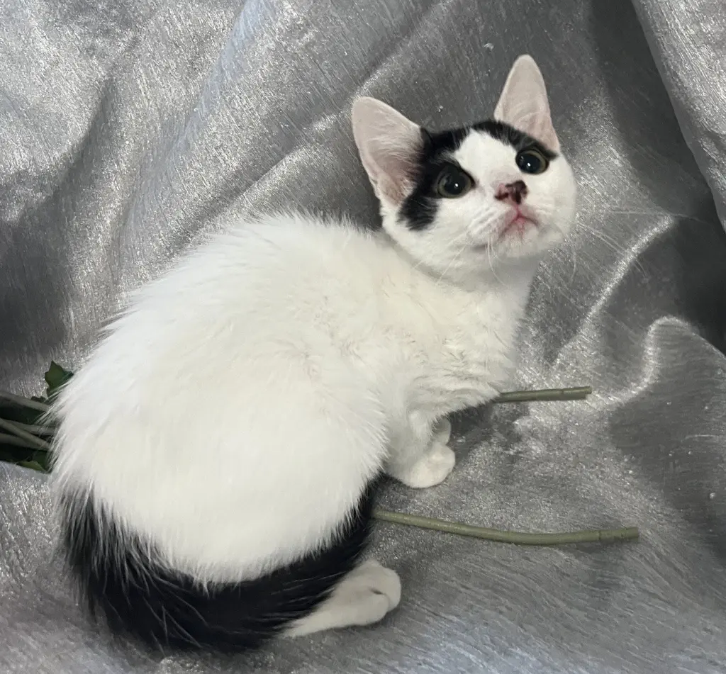 Mitzi