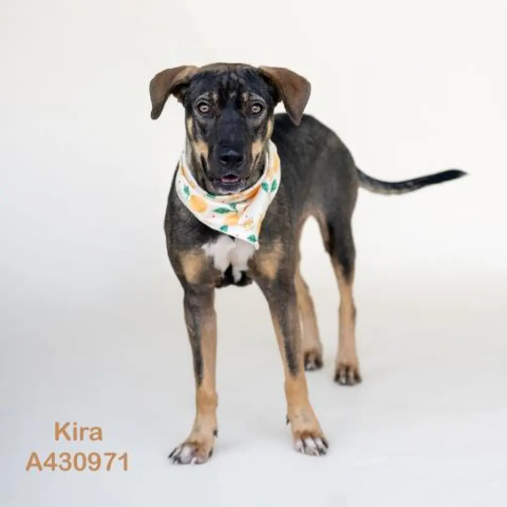 KIRA