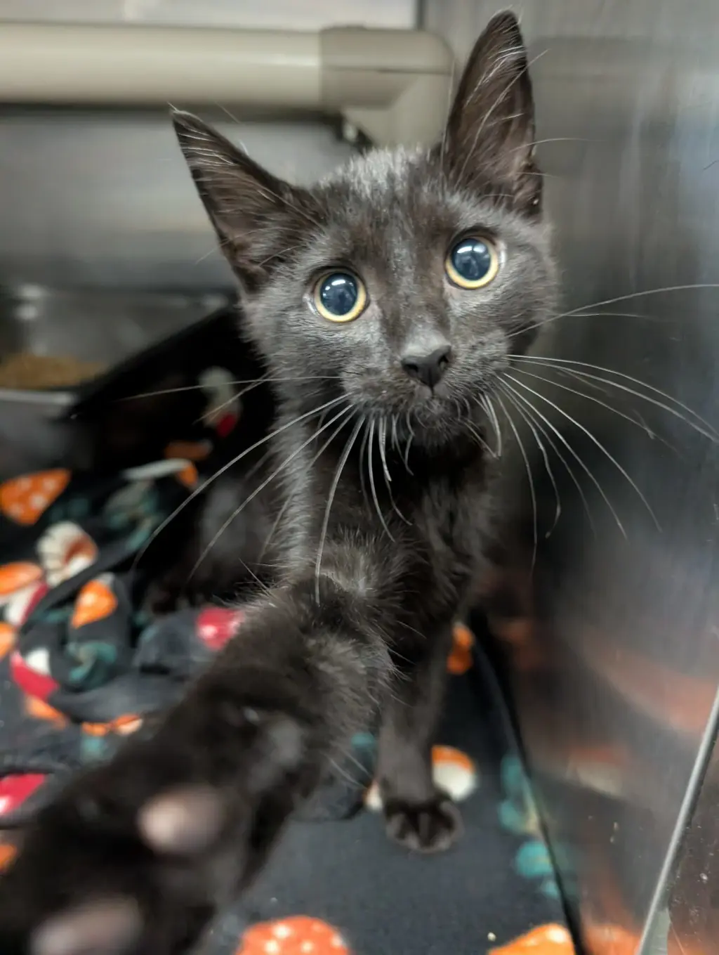 Doodlebug - Not at shelter (Kelsey)