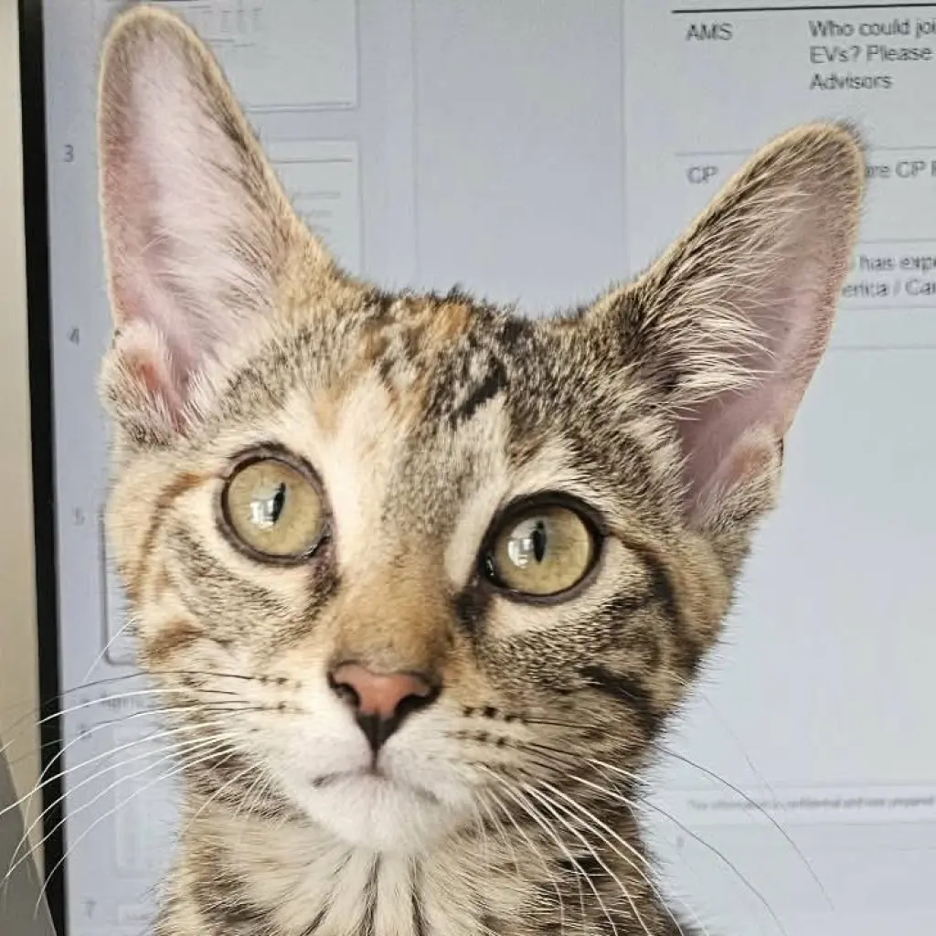Peanut