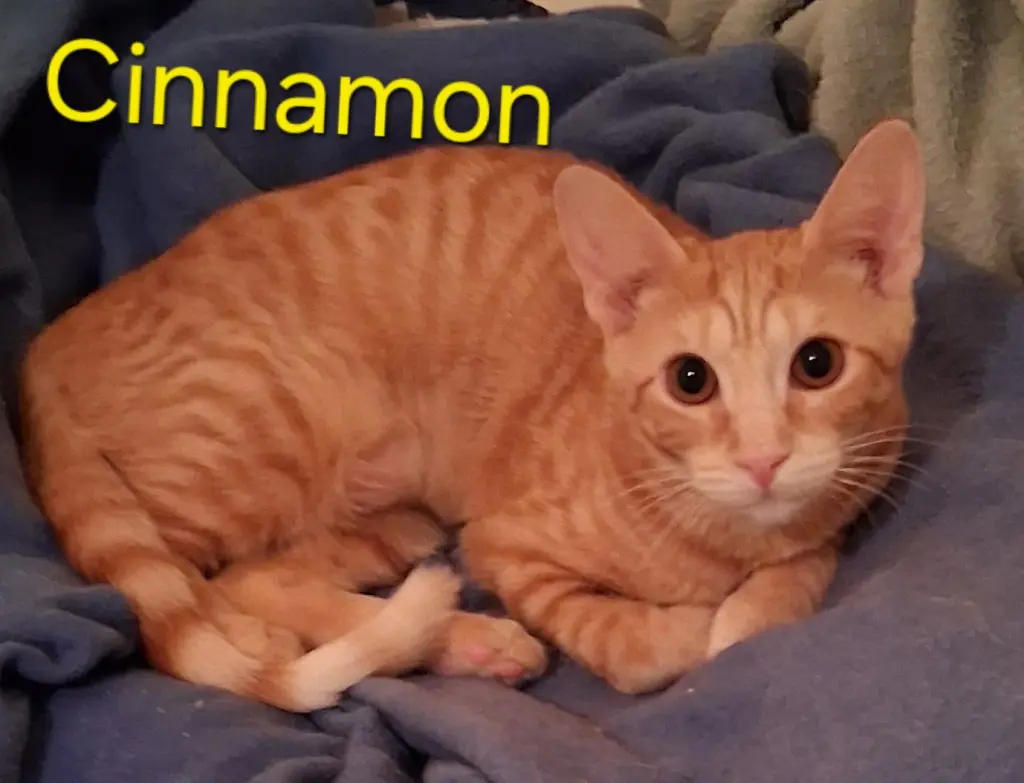 Cinnamon