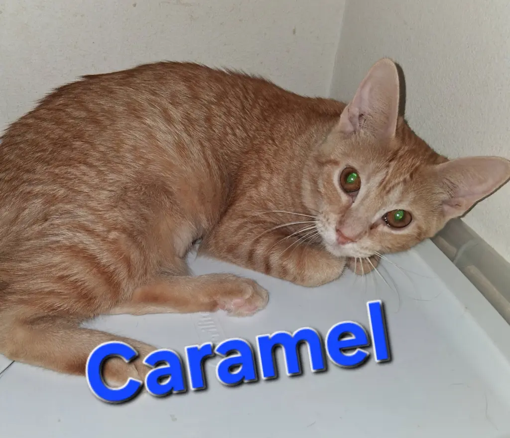 Caramel