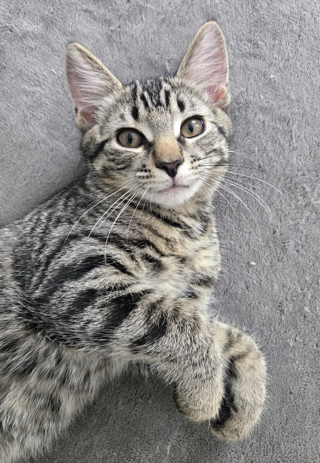 Ziggy