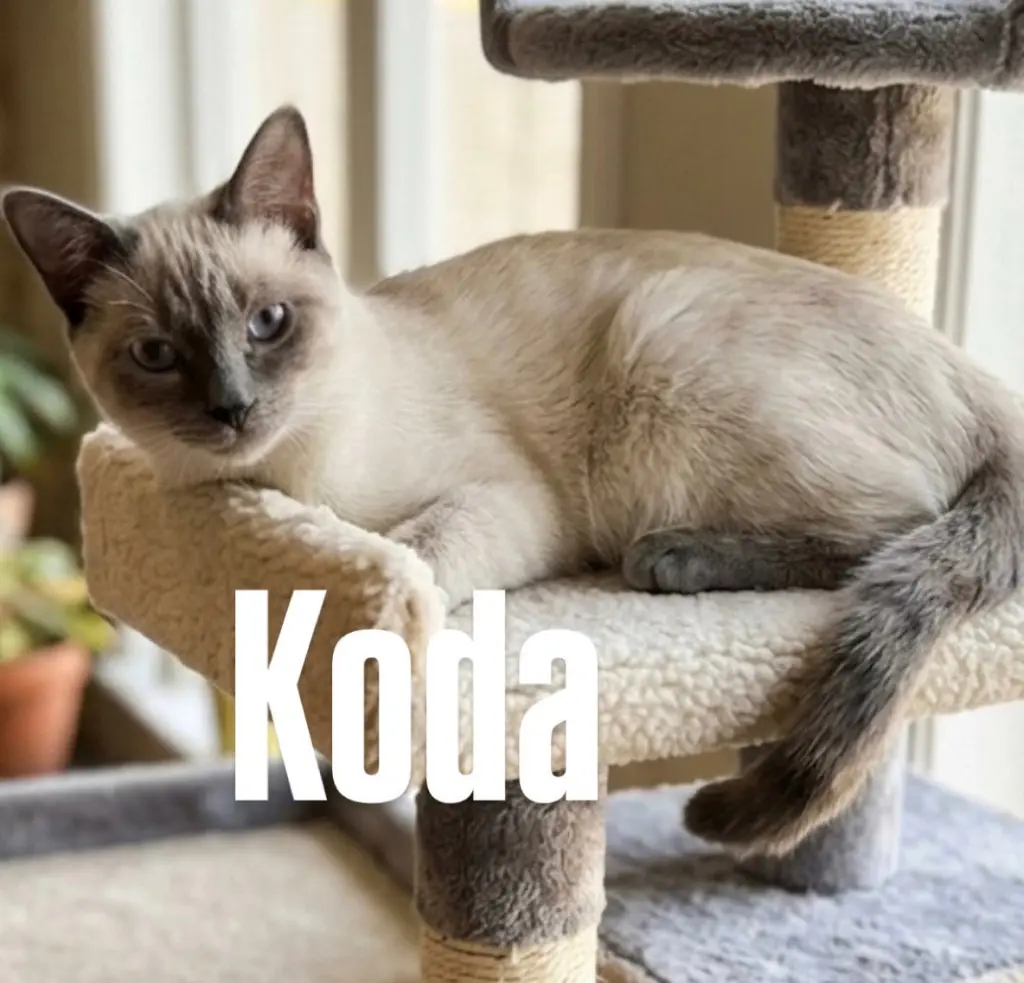 Koda