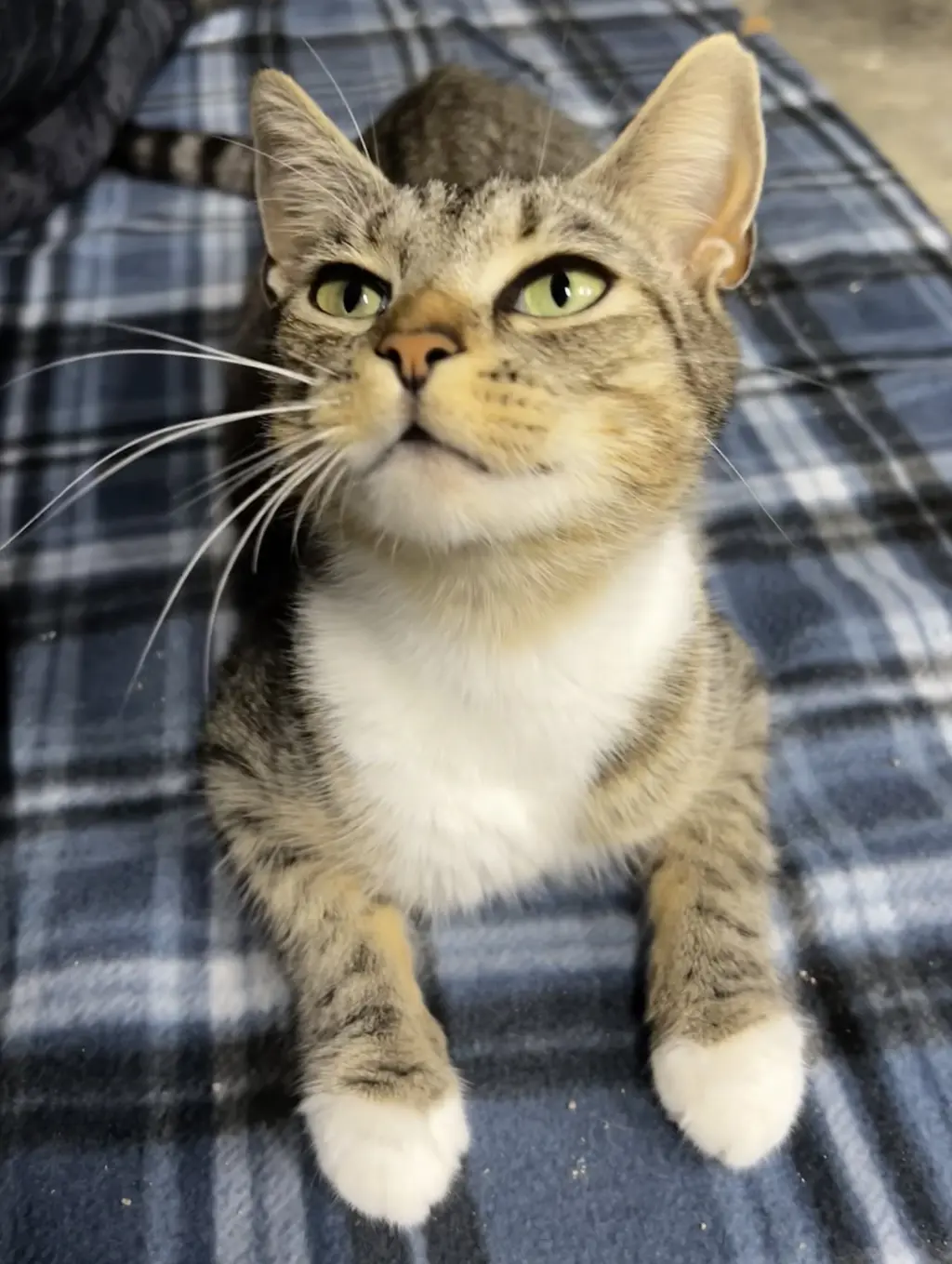 Stella