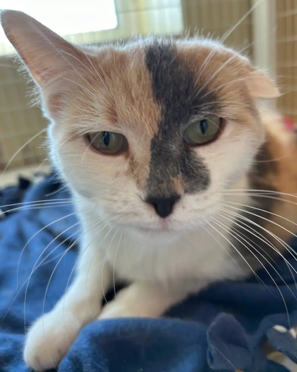 Sweet Pea (Medical Hold for dental)