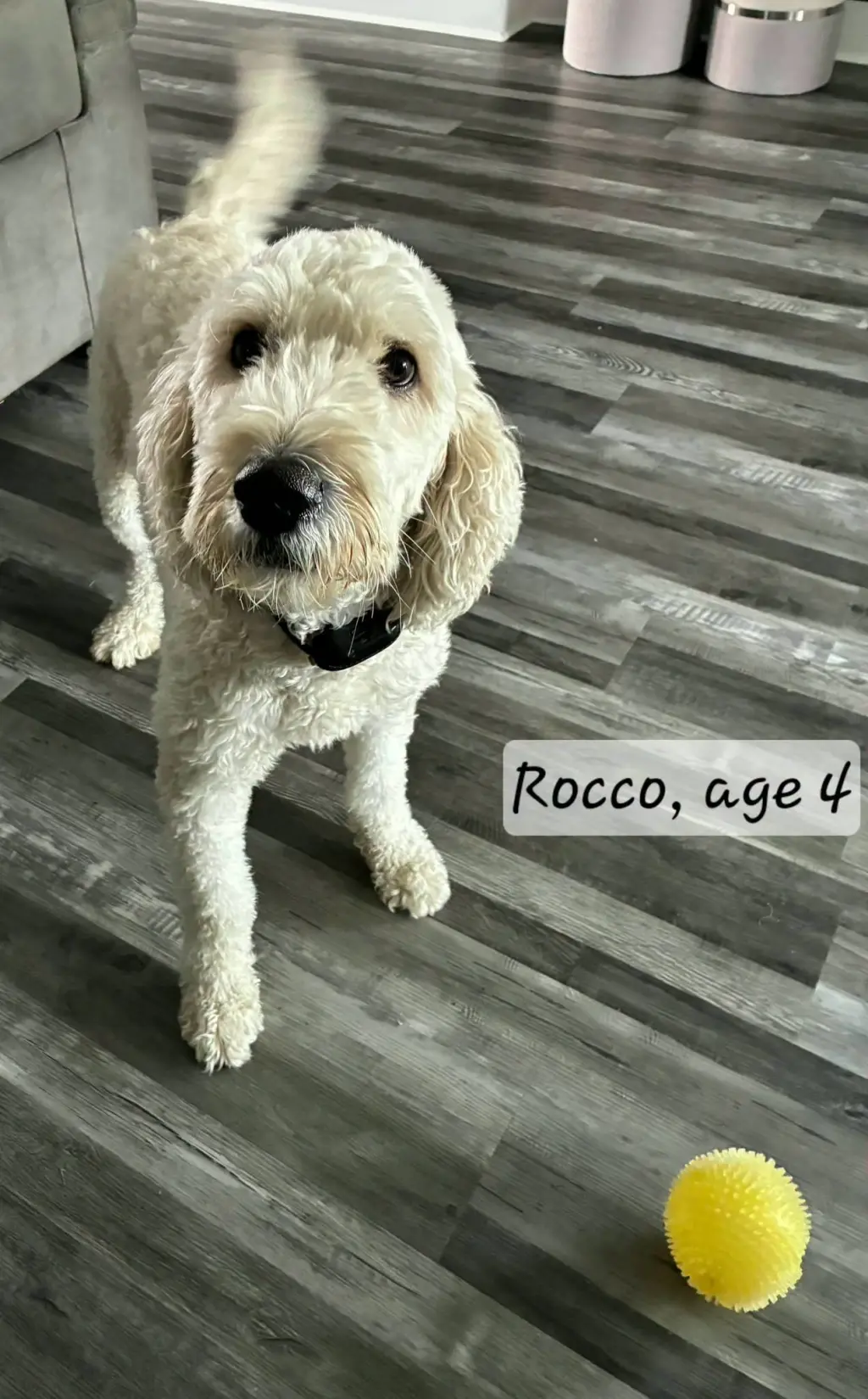 Rocco 1532