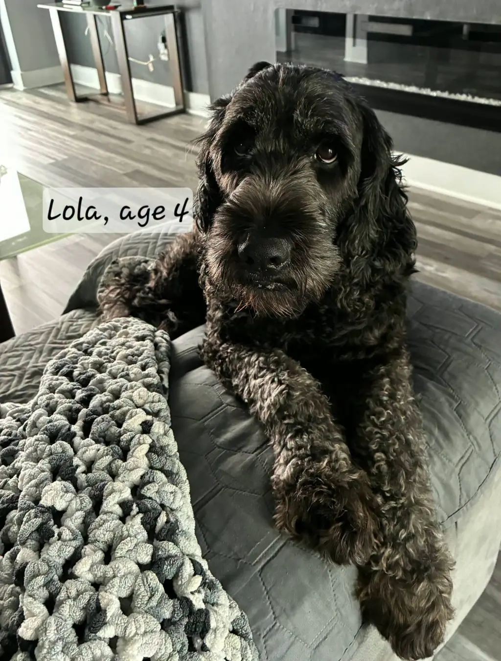 Lola 1531