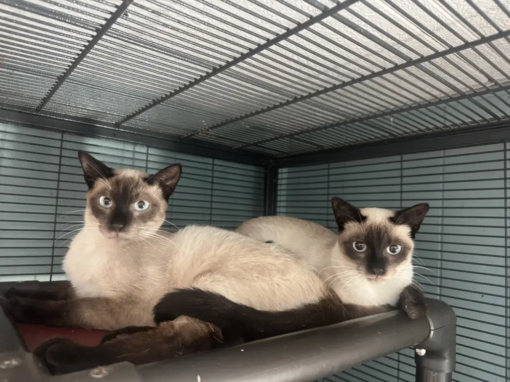 Mocha & Latte