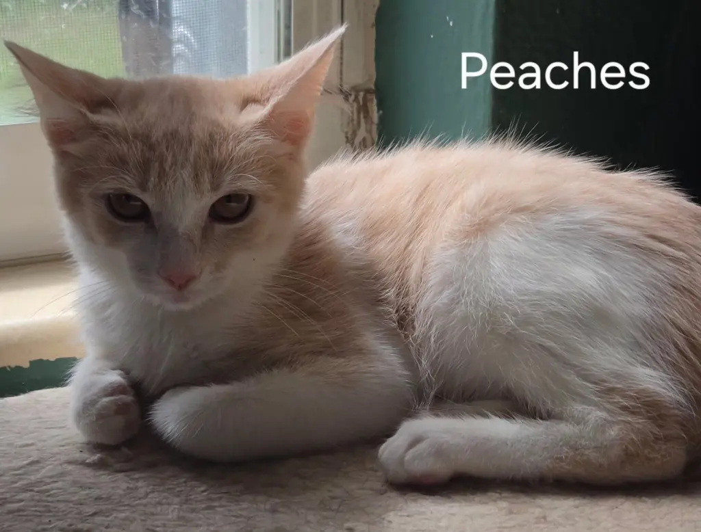 Peaches