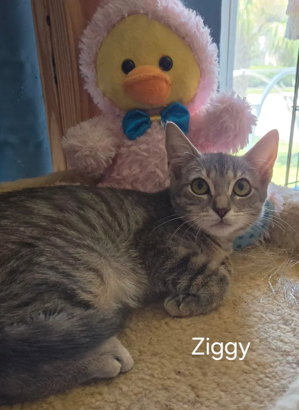 Ziggy