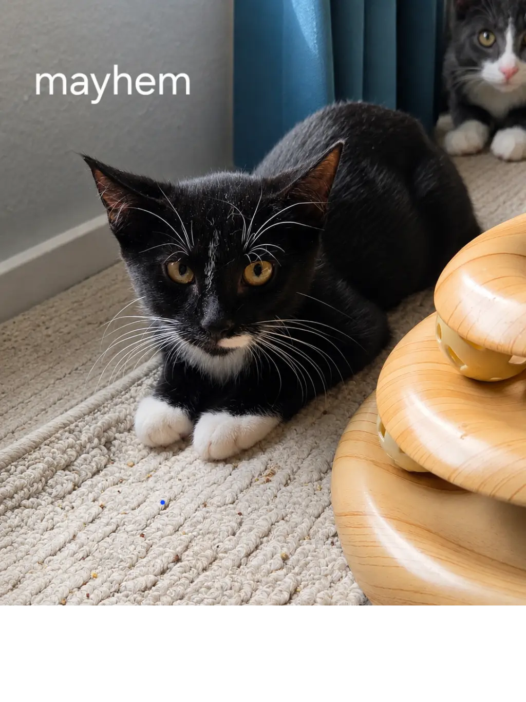 Mayhem