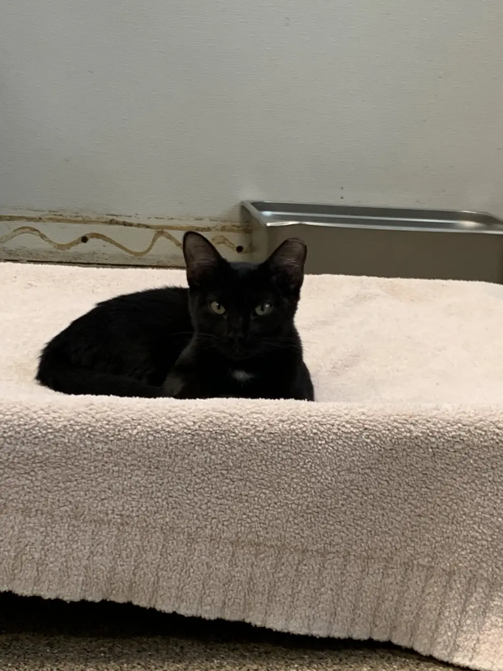 Blackie