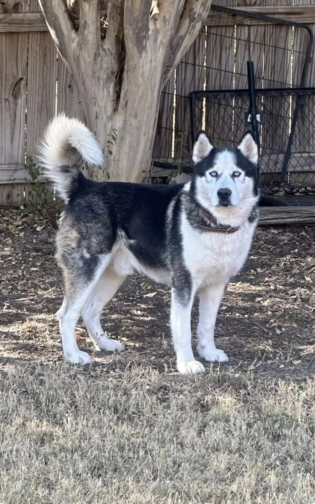 Odin
