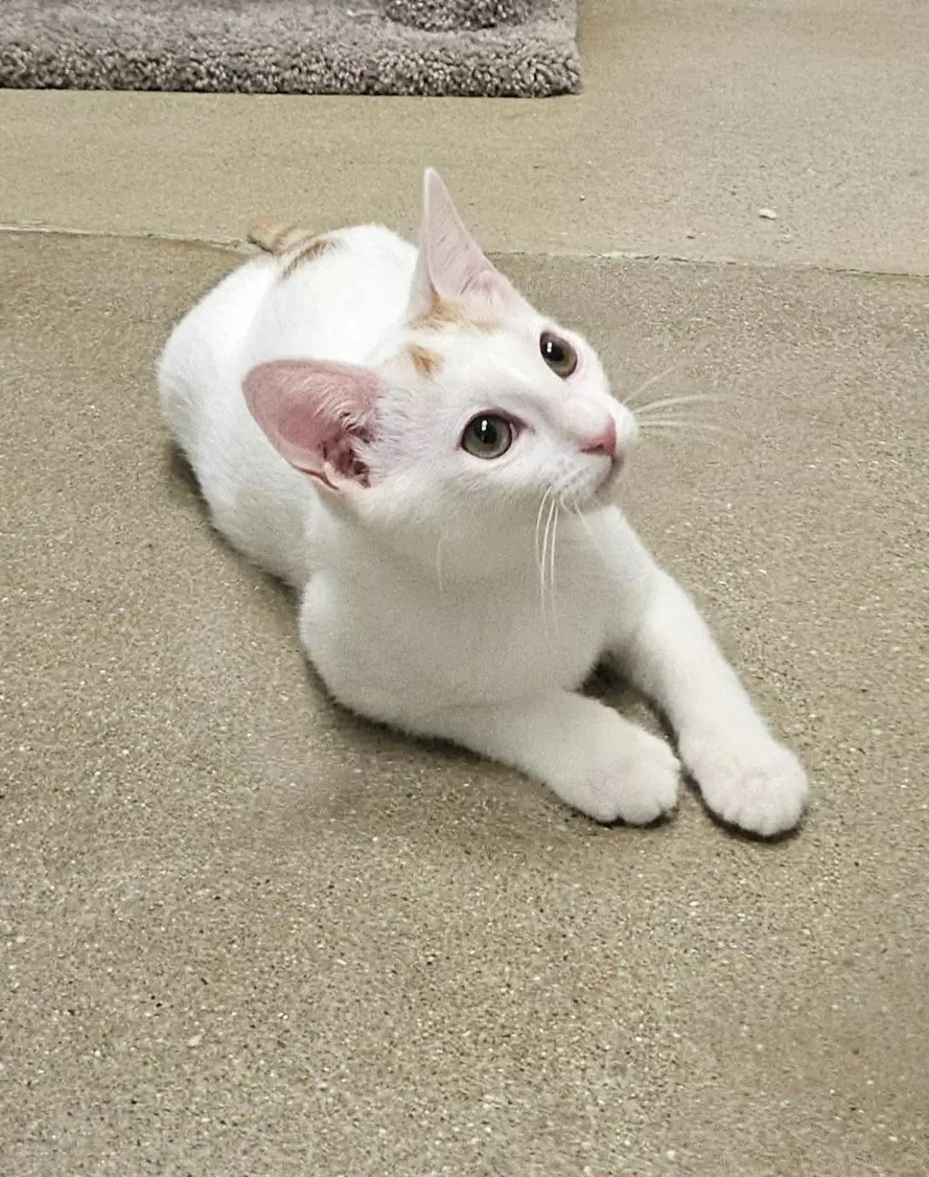Ocelli