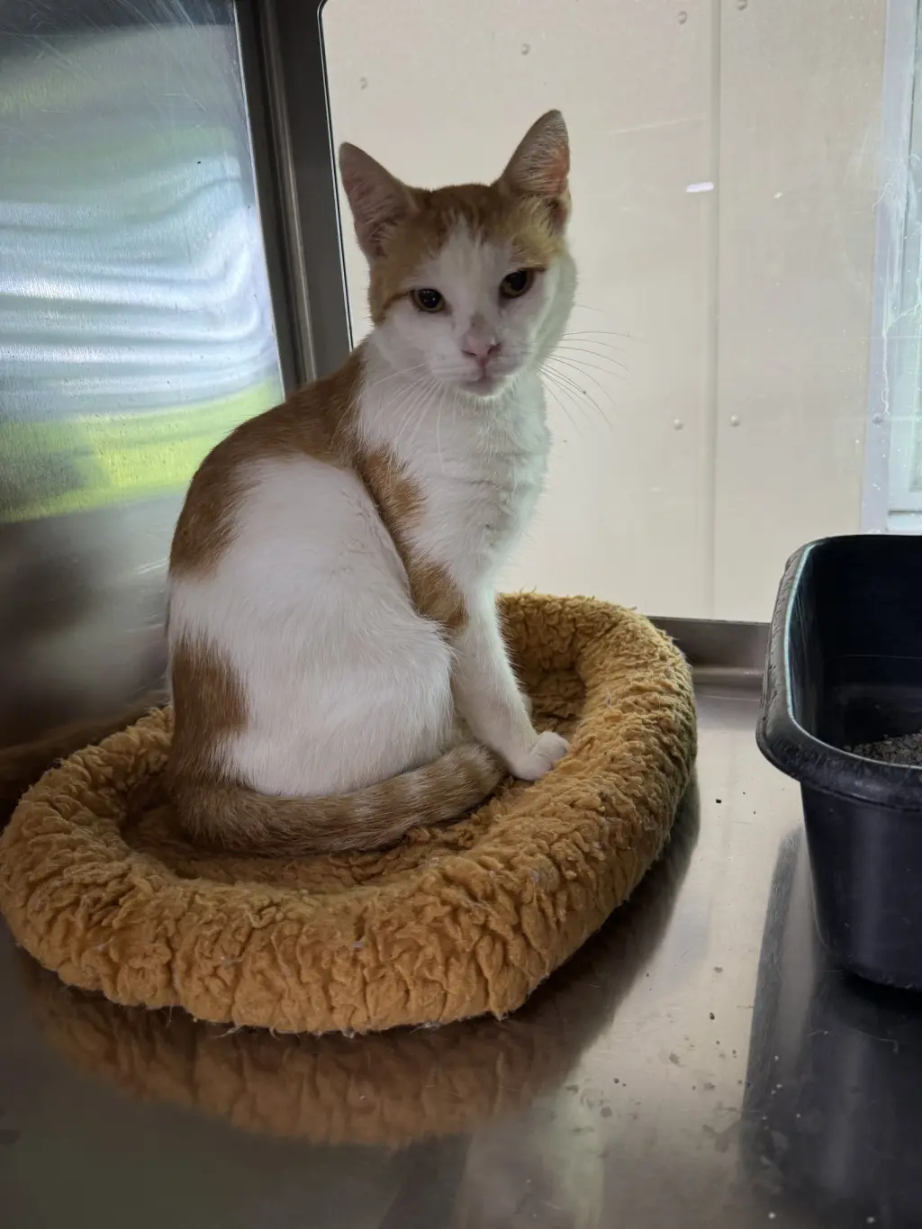 Houdini
