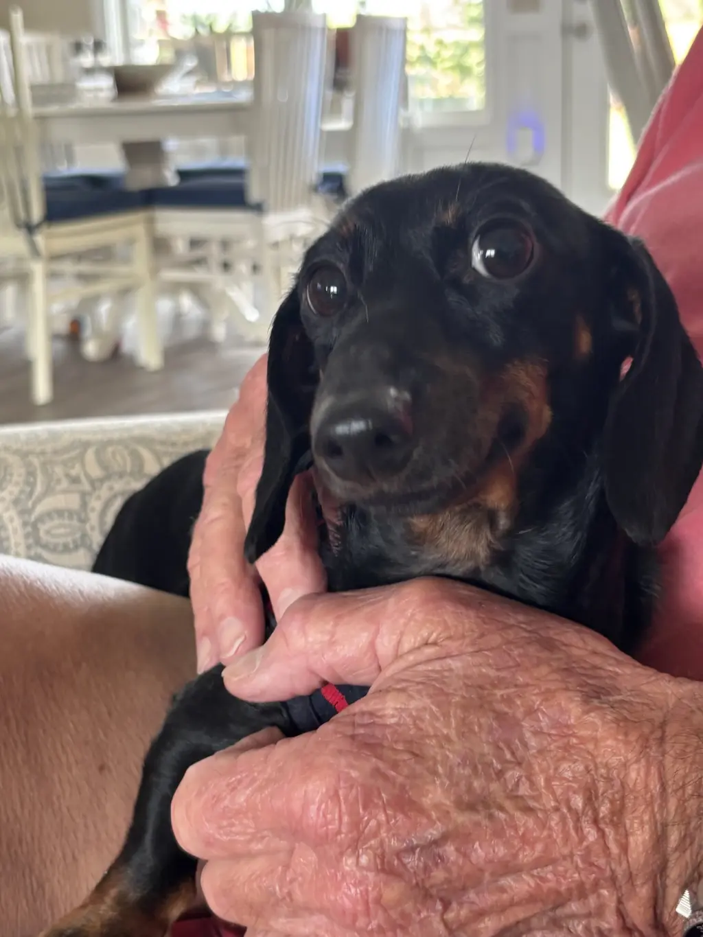 Penny8 (being fostered in Georgia)
