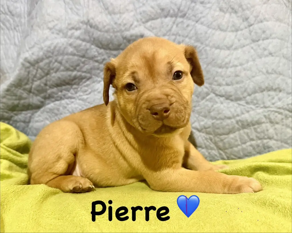 Pierre- Belles & Beau Litter